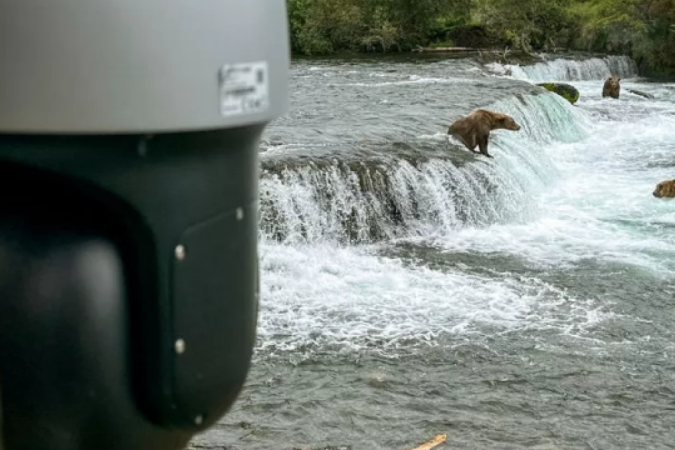 Câmeras foram colocadas no Parque Nacional Katmai, no Alasca, para a observação de ursos-pardos caçando salmão - (crédito: Getty Images) Câmeras foram colocadas no Parque Nacional Katmai, no Alasca, para a observação de ursos-pardos caçando salmão - (crédito: Getty Images)