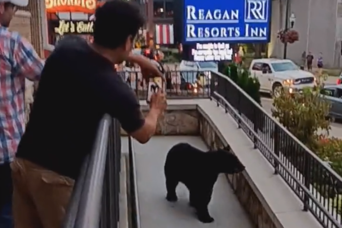 Urso é filmado em Tennessee, nos EUA -  (crédito: Reprodução/Twitter @ABC)