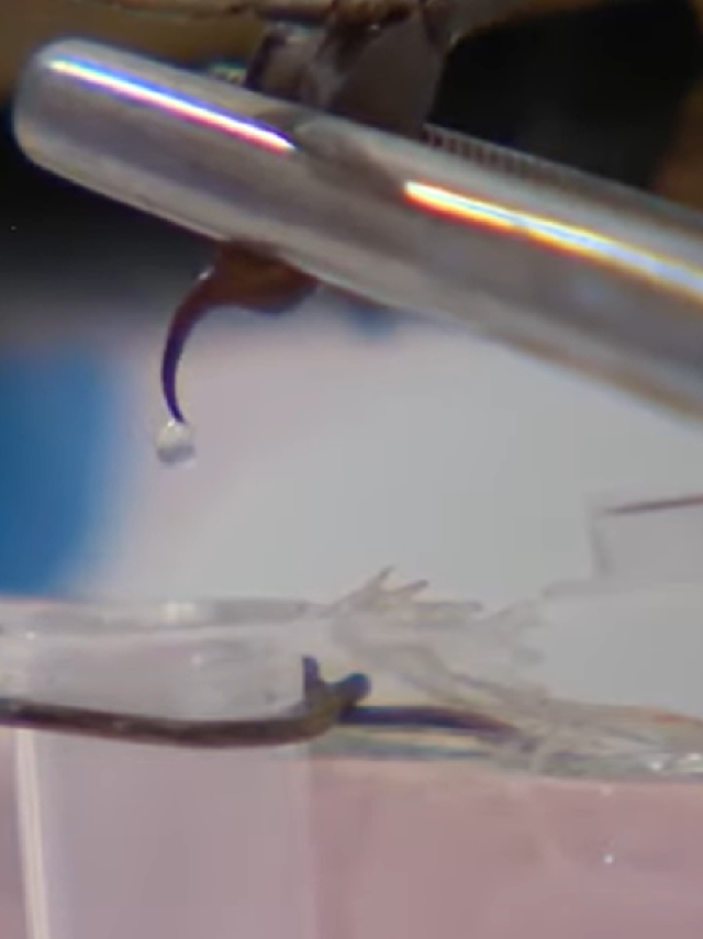 Escorpião produz líquido mais valioso do mundo