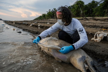 Pesquisadores fazem medição e coleta de tecidos de botos mortos em lago no município de Tefé, no Amazonas. Para o ICMBio, há indícios de que a seca prolongada e a temperatura elevada na região possa ter causado as mortes dos animais -  (crédito: Miguel Monteiro/Instituto Mamirauá)