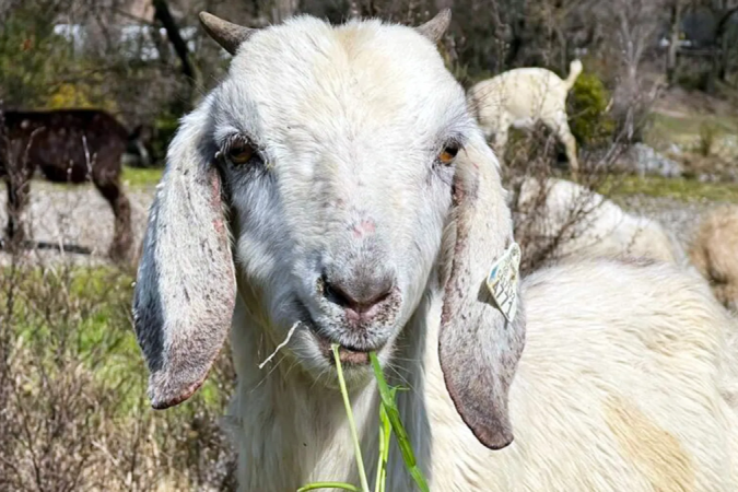 As cabras podem realmente evitar os incêndios na Califórnia? - (crédito: City of West Sacramento) As cabras podem realmente evitar os incêndios na Califórnia? - (crédito: City of West Sacramento)