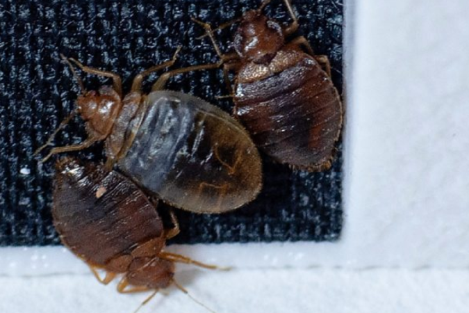 Imagem mostra percevejos em laboratório construído para identificar presença deles - (crédito: BBC) Imagem mostra percevejos em laboratório construído para identificar presença deles - (crédito: BBC)