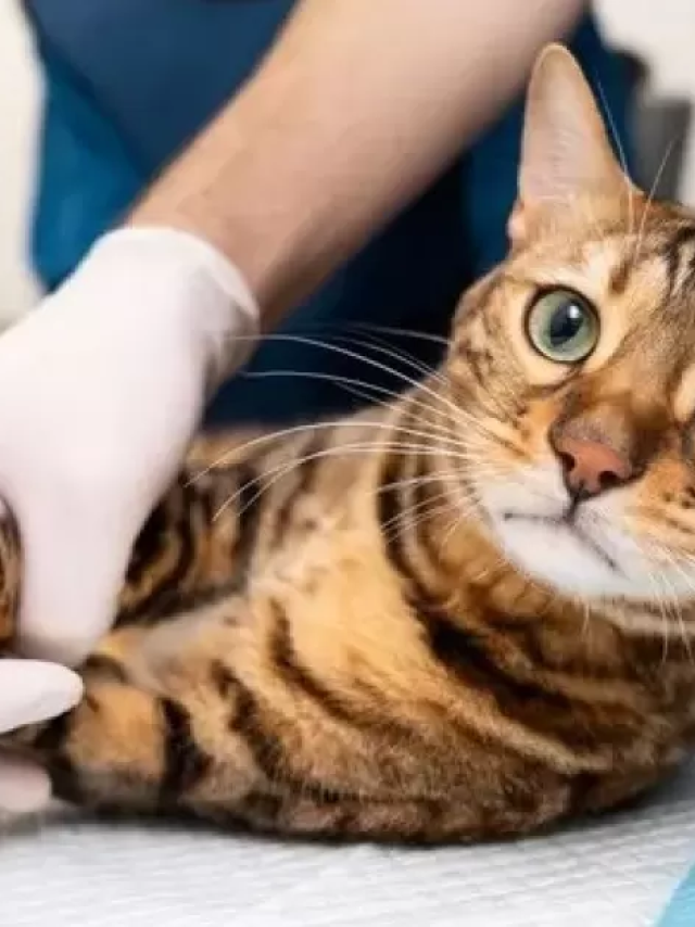 Doença transmitida por gatos se espalha no Brasil
