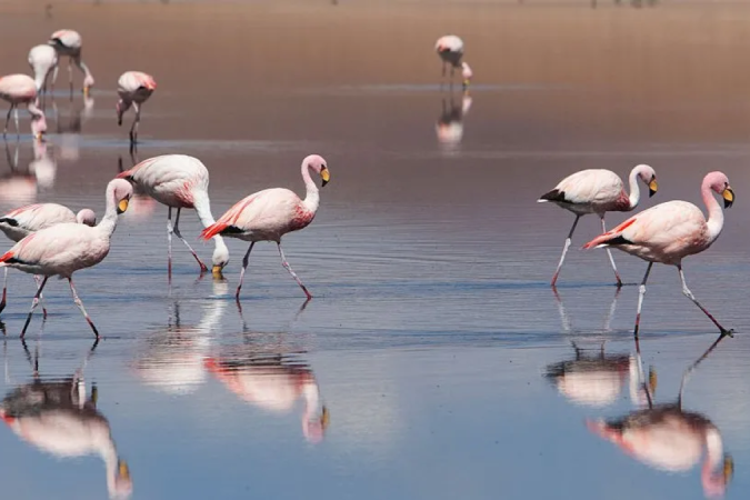 Os flamingos-de-james, também conhecidos como flamingos-da-puna, vivem em grandes altitudes na Argentina, Bolívia, Chile e Peru - (crédito: Getty Images) Os flamingos-de-james, também conhecidos como flamingos-da-puna, vivem em grandes altitudes na Argentina, Bolívia, Chile e Peru - (crédito: Getty Images)