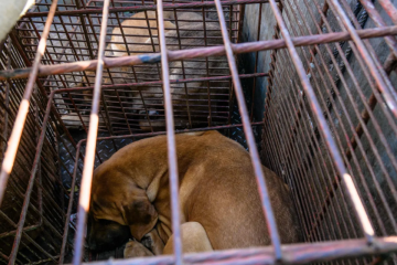 Na Coreia do Sul, cães são mantidos em cativeiro para que sejam abatidos e tenham suas carnes comercializadas -  (crédito: ANTHONY WALLACE / AFP)