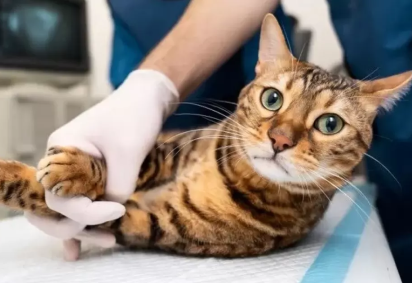 Segundo especialistas da Sociedade Brasileira de Infectologia (SBI) e do Instituto Nacional de Infectologia (INI) da Fundação Oswaldo Cruz (Fiocruz), a esporotricose, uma micose transmitida por gatos, tem se expandido no Brasil. A doença é causada pelo fungo porothrix brasiliensis e provoca lesões na pele. -  (crédito: Divulgação)