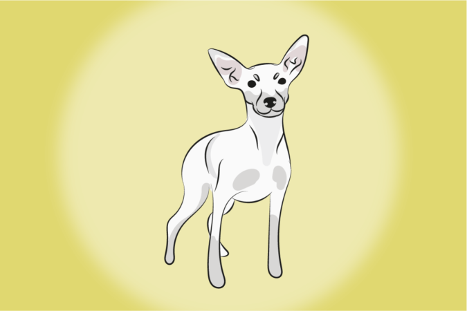 Conhe a as caracter sticas do pinscher branco