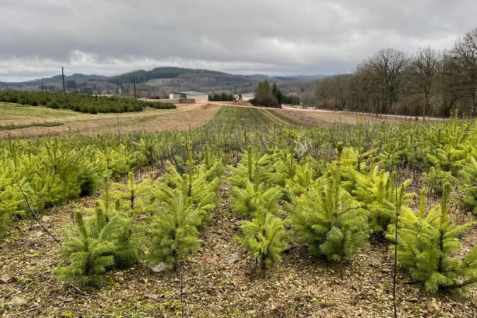 Como as árvores de Natal impactam o meio ambiente na França - (crédito: BBC) Como as árvores de Natal impactam o meio ambiente na França - (crédito: BBC)