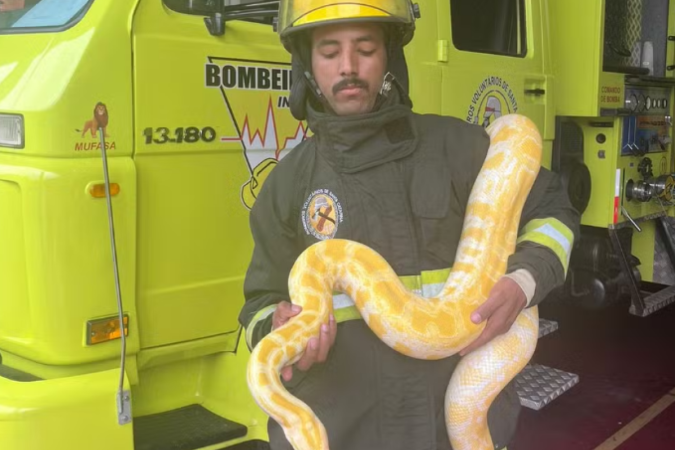 Bombeiro voluntário segura cobra capturada no portão de uma casa em Santa Catarina -  (crédito: Corpo de Bombeiros Voluntários de Indaial)