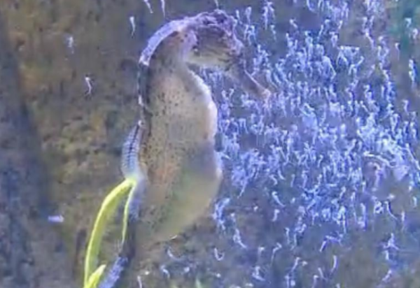 DIVULGAÇÃO OCEANIC