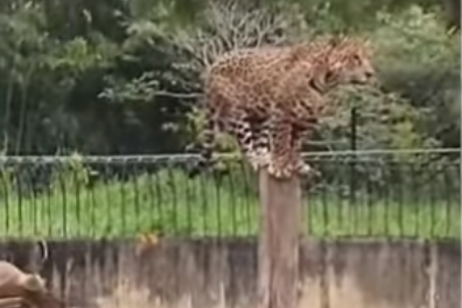 A onça Peter consegue se equilibrar em cima de um tronco e assusta visitantes do Zoológico de Brasília  -  (crédito: Reprodução/TV Brasília )