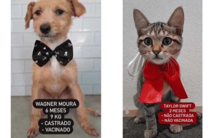 Cãezinhos com nomes de galãs foram adotados. Agora, ONG busca lares para gatinhos com nomes de cantores -  (crédito: Instagram / @adotevica)