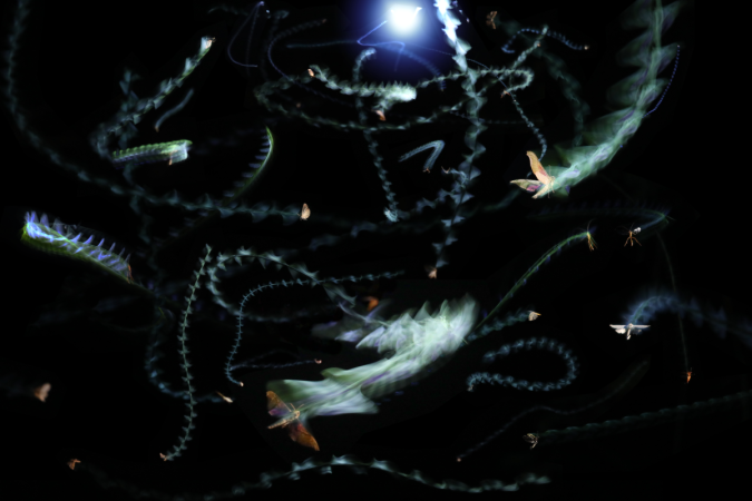 Uma fotografia de exposição múltipla mostra insetos circulando em torno de uma luz à noite: sem a referência natural, eles procuram algo similar -  (crédito: Samuel Fabian/CC BY-ND)