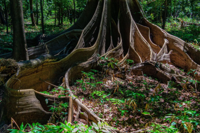 Cientistas estão estudando um tipo diferente de relíquia subterrânea – a terra preta da Amazônia, criada há milênios e usada na agricultura até hoje -  (crédito: Alamy)