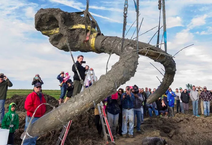 Um grupo de agricultores dos Estados Unidos se deparou com um fóssil gigante de mamute lanoso, que viveu há cerca de 15 mil anos atrás! -  (crédito: divulgação)