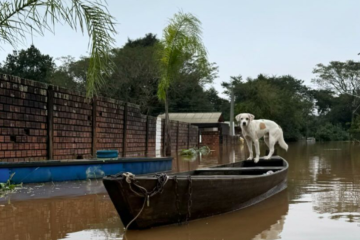 Além dos milhares de moradores gaúchos, as fortes chuvas no Rio Grande do Sul também impactam os animais -  (crédito: Reprodução / ONG)