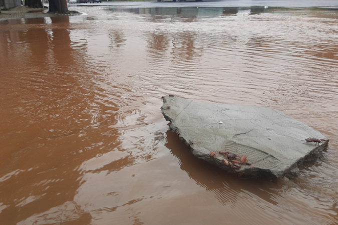 Após cheia do Guaíba e com esgotos alagados, as baratas tomam conta de bairros de Porto Alegre -  (crédito: Reprodução)