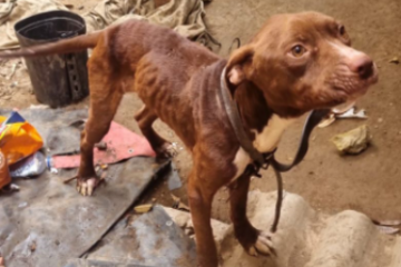 Cão acorrentado, desnutrido e com ferimentos no pescoço é resgatado em BH - PMMG/Reprodução