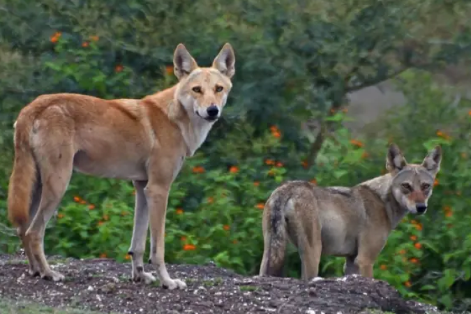 Grupos encontraram diversos animais híbridos em meio a lobos -  (crédito: The Grasslands Trust)