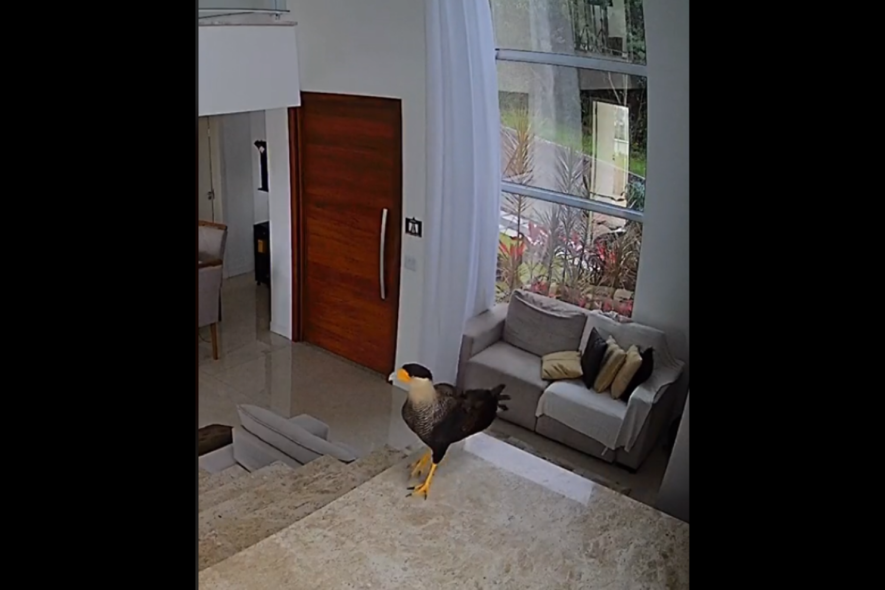 Vídeo flagra invasão de ave em casa: 