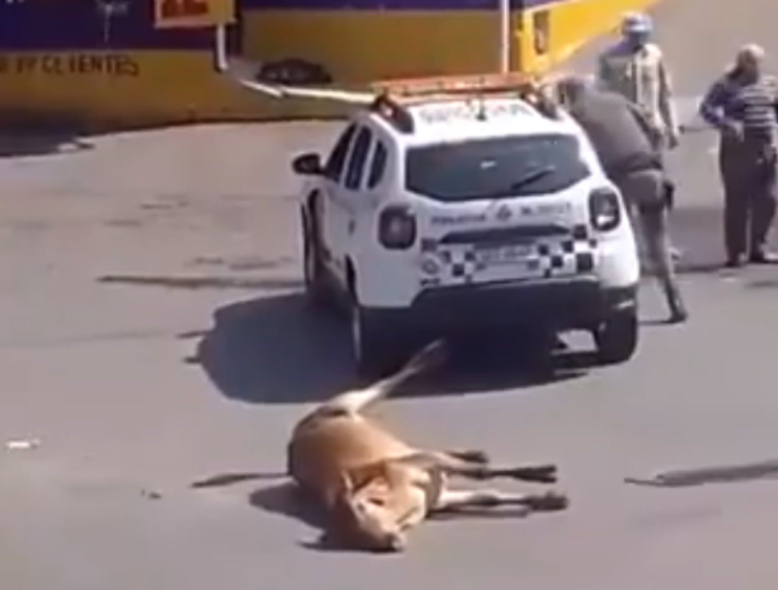 Policial militar atira e mata boi em rua na Grande São Paulo 