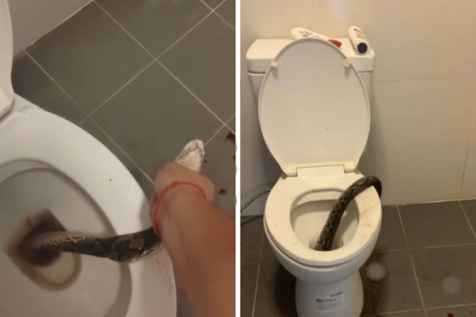 Cobra píton retirada de vaso sanitário -  (crédito: Reprodução /  TikTok)