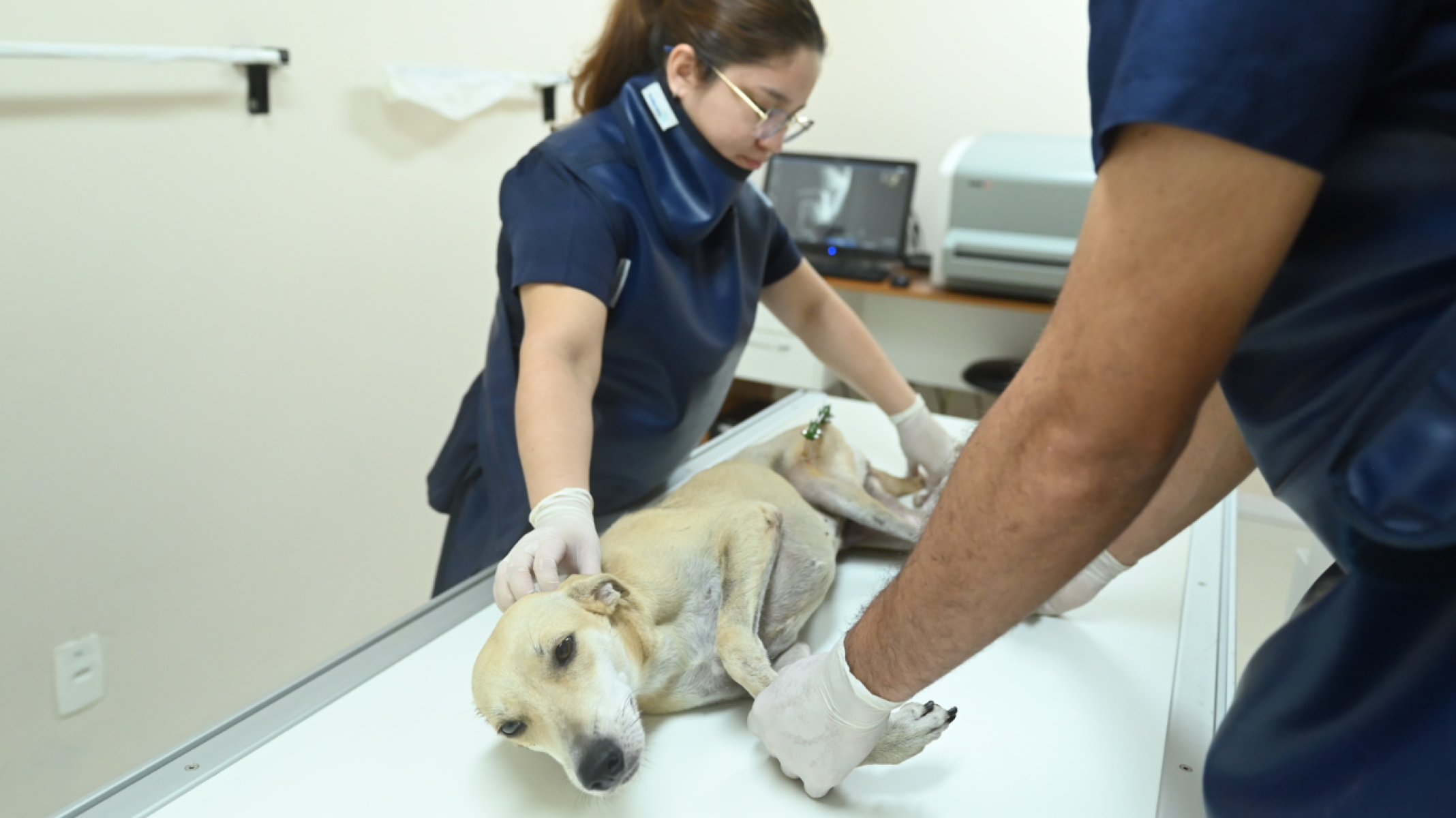 Instituição de ensino em Manaus oferece atendimento aos pets -  (crédito: DINO)