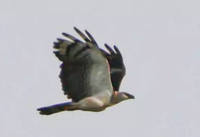 O professor Gustavo Melo, da Faculdade de Engenharia Mecânica da Universidade Federal do Pará, avistou e fez um registro fotográficao de um uiraçu, ave rara e ameaçada de extinção, sobrevoando Belém, no Pará.  -  (crédito: Gustavo Melo/Universidade Federal do Pará )