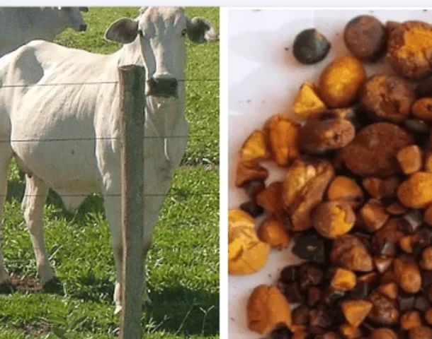 Além de carne e leite, o gado pode fornecer um produto que tem altíssimo valor de mercado. Trata-se da pedra que surge na vesícula dos bois. -  (crédito: Alex S Araujo wikimedia commons e Reprodução Twitter )