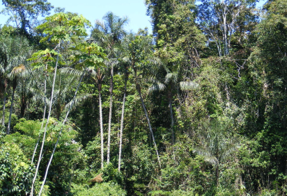 O Dia da Amazônia é celebrado nesta quinta-feira, 5 de setembro. O dia é marcado por discussões sobre a vital importância da preservação da floresta tropical. Ela, assim como as outras florestas espalhadas pelo mundo, tem imensa importância para a preservação do nosso habitat natural. -  (crédito: Shao wikimedia commons)