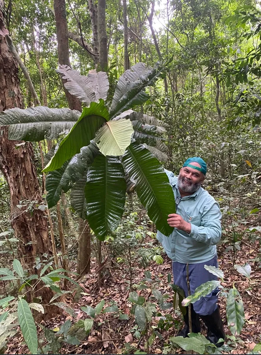 A Guapeba (fruta-do-Imperador ou árvore-imperial) é rara. Mas foi achada recentemente na Reserva Biológica de Duas Bocas, em Cariacica (ES)  por um grupo do Instituto Estadual de Meio Ambiente e Recursos Hídricos e da Vale do Rio Doce. -  (crédito: Divulgação
)