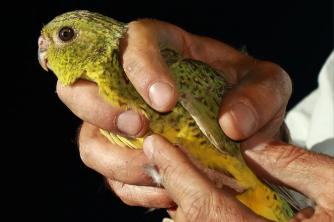 Periquito-noturno (Pezoporus occidentalis), espécie bastante rara da Austrália -  (crédito: Rachel Murphy )