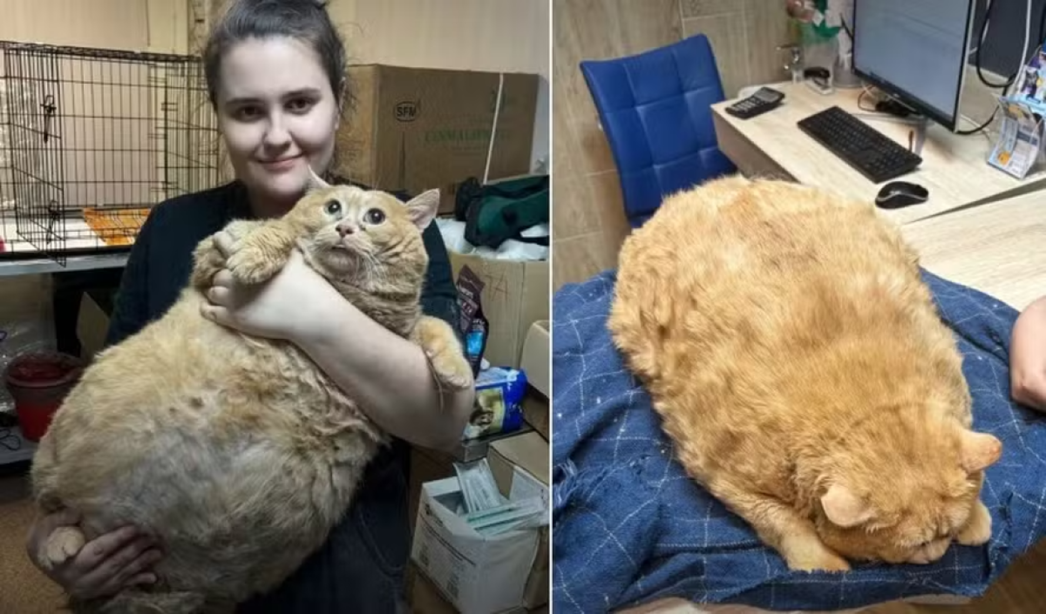 Morre Kroshik, o gato mais obeso do mundo 