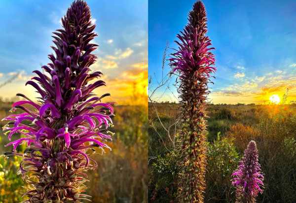 Reprodução/Instagram/@marcelo_kuhlmann