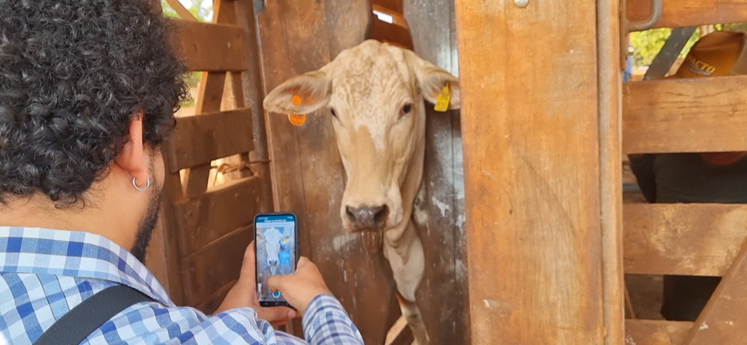 MUU firma parceria com a Secretaria de Agricultura de SP -  (crédito: DINO)