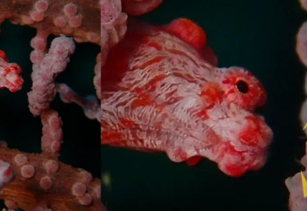 Reprodução/Captura de tela de IFL Science