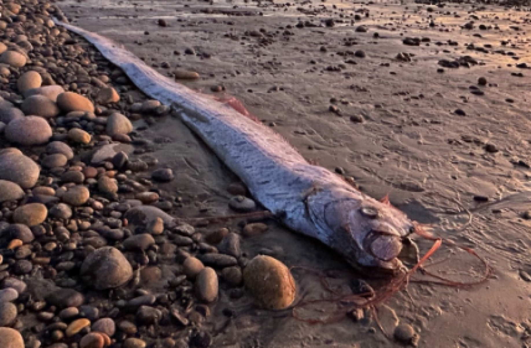 Peixe do juízo final reaparece na Califórnia e intriga pesquisadores