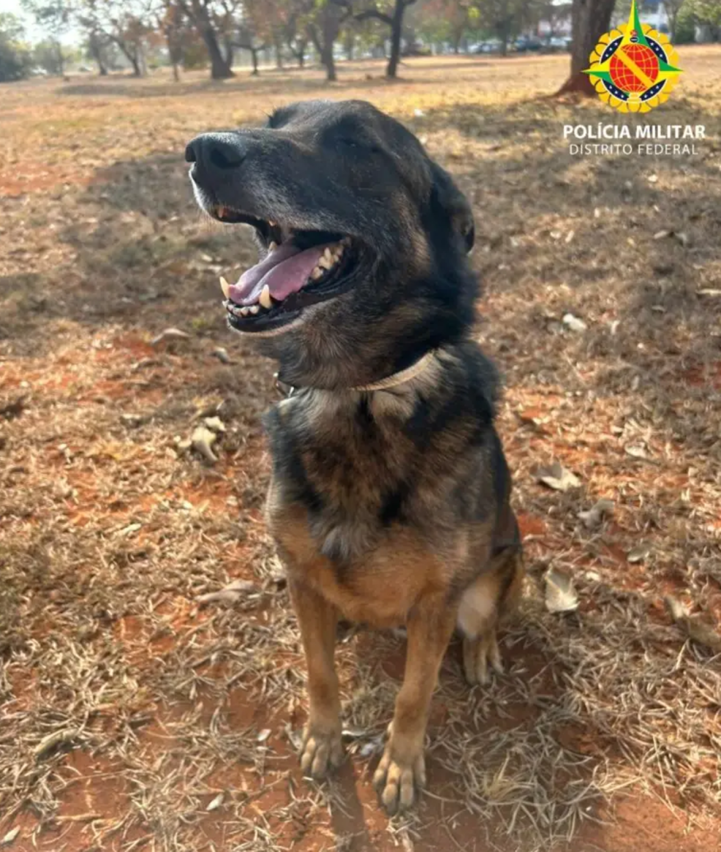 Cão da polícia ajuda a prender estuprador foragido na Rodoviária