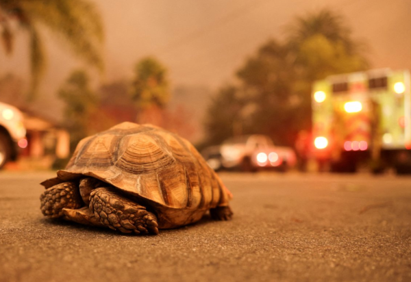 CAROLINE BREHMAN/EPA-EFE/REX/Shutterstock