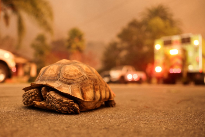 Cachorro do lado de fora de uma casa pegando fogo durante o incêndio florestal Eaton em Altadena, na Califórnia -  (crédito: CAROLINE BREHMAN/EPA-EFE/REX/Shutterstock)