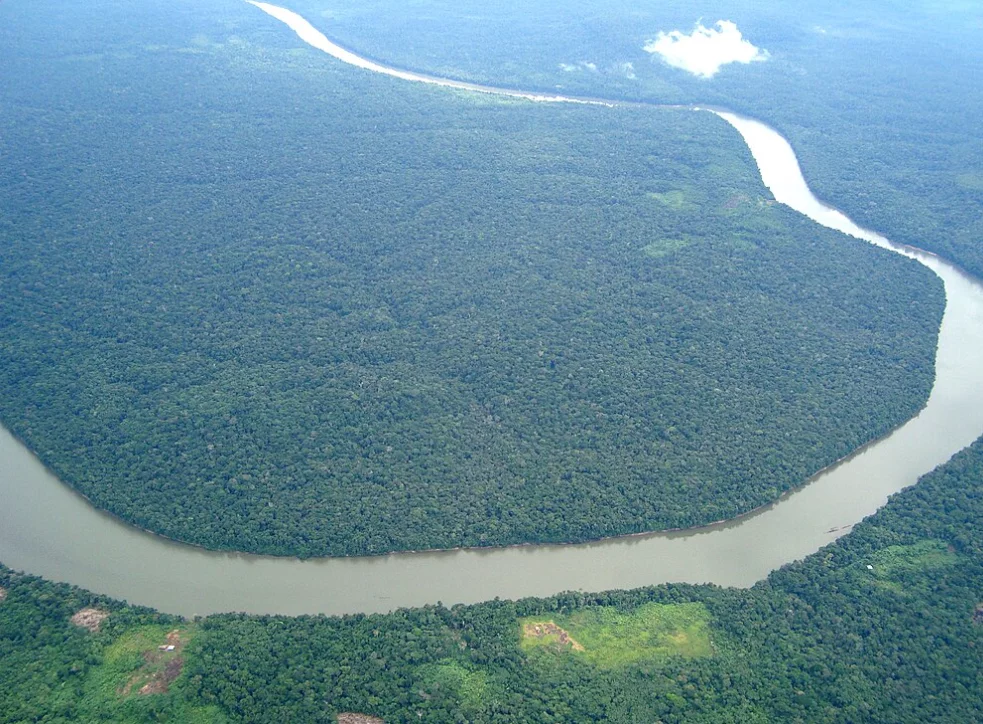 Segundo o texto, são classificados como Floresta os territórios com espécies com média de altura superior a 20 metros, enquanto áreas com árvores menores que 20m categorizam a região com Cerrado -  (crédito: Jorge Kike Medina/Wikimedia Commons)