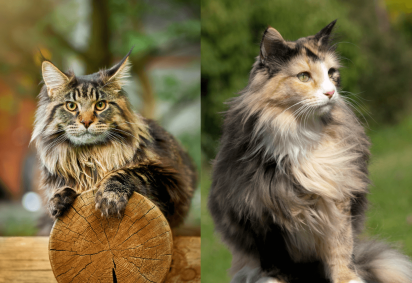 Existem diferenças entre o maine coon e o norueguês da floresta que os tornam únicos (Imagem: Konstantin Zaykov e Joanna22 | Shutterstock) -  (crédito: EdiCase)