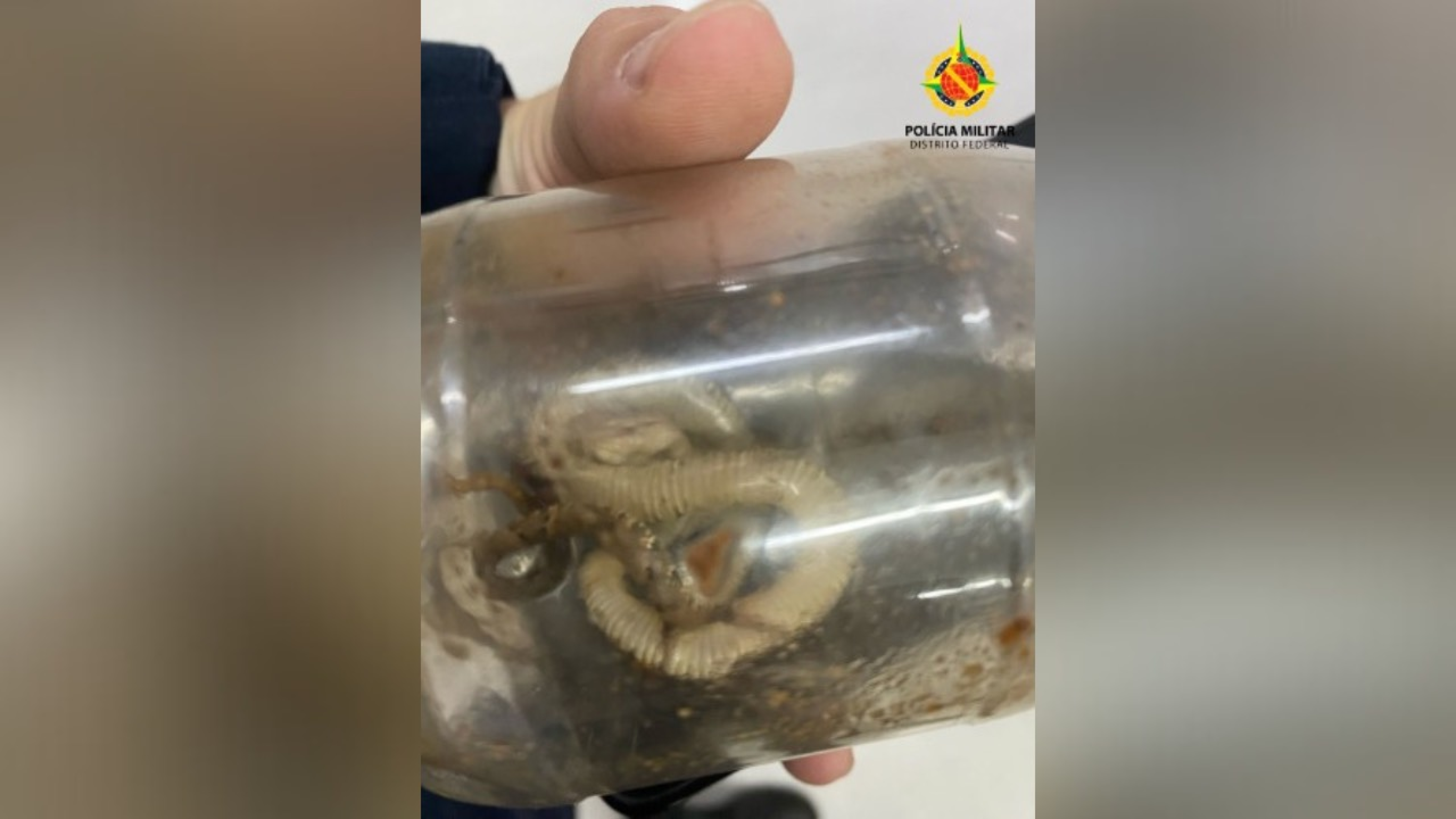 Saiba quais hospitais do DF têm soro contra picada de cobras