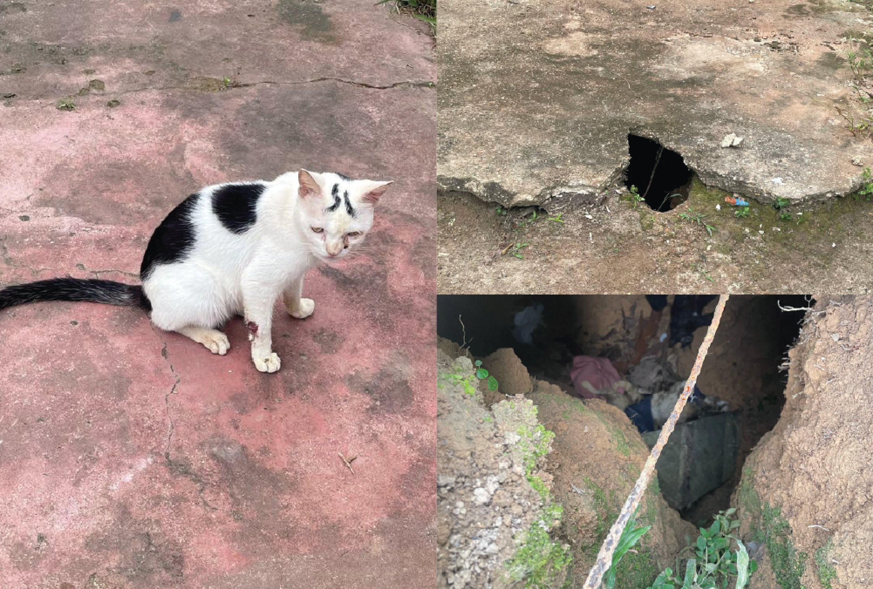 Segundo a polícia, os seis gatos mortos estavam escondidos em uma fossa