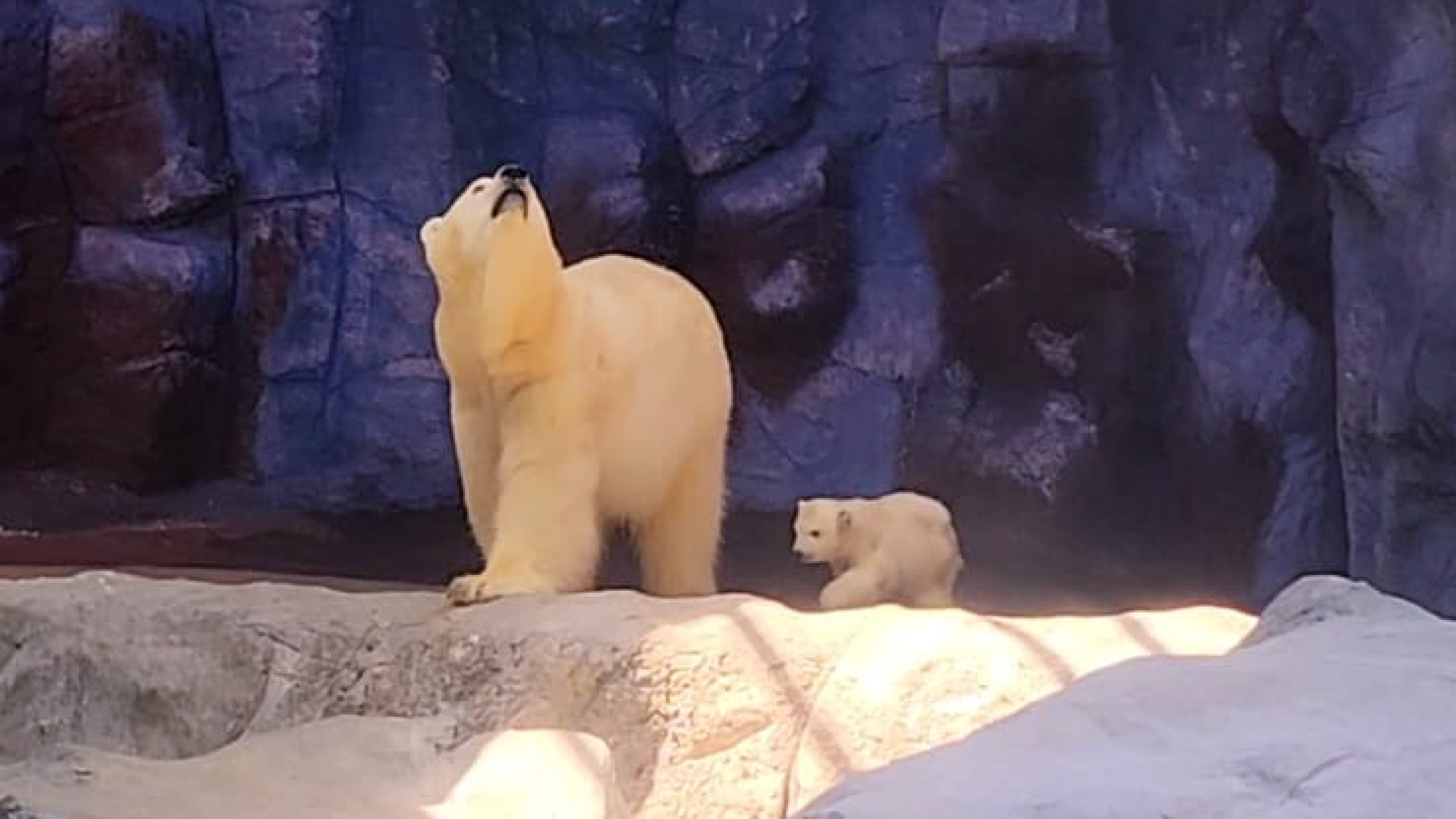 7 quilos, com medo de nadar: Nur, a filhote brasileira de urso polar, encontra o público; veja imagens