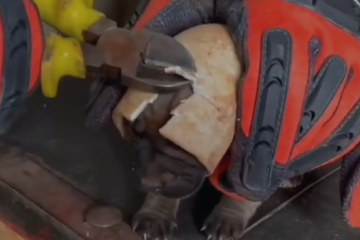 Cachorrinho ficou com a cabeça presa em cano após brincadeira, segundo o tutor - (crédito: Reprodução CBMGO) Cachorrinho ficou com a cabeça presa em cano após brincadeira, segundo o tutor - (crédito: Reprodução CBMGO)