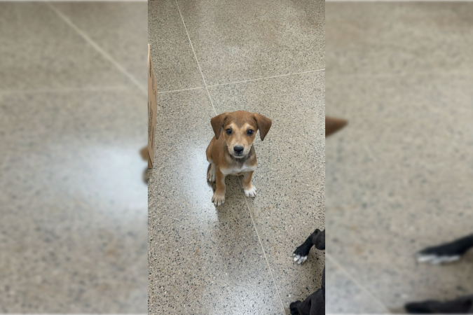 Cães foram resgatados pela polícia - (crédito: PCDF/Divulgação) Cães foram resgatados pela polícia - (crédito: PCDF/Divulgação)