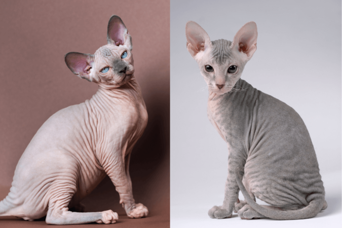 Embora parecidos, o sphynx e o peterbald tem características únicas (Imagem: Alexander Piragis e Toloubaev Stanislav | Shutterstock) - (crédito: EdiCase) Embora parecidos, o sphynx e o peterbald tem características únicas (Imagem: Alexander Piragis e Toloubaev Stanislav | Shutterstock) - (crédito: EdiCase)
