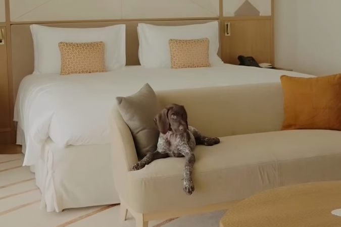 Mais que petfriendly, nesses hotéis seu bichinho é VIP - (crédito: Uai Turismo) Mais que petfriendly, nesses hotéis seu bichinho é VIP - (crédito: Uai Turismo)