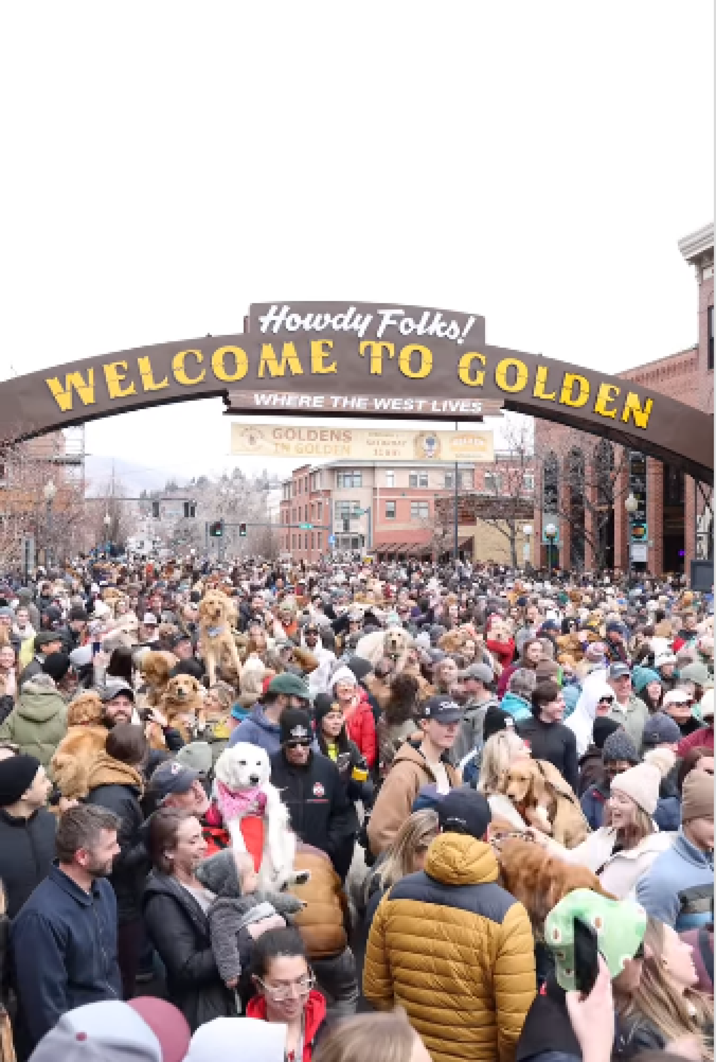 Conheça festival de golden retrievers nos EUA